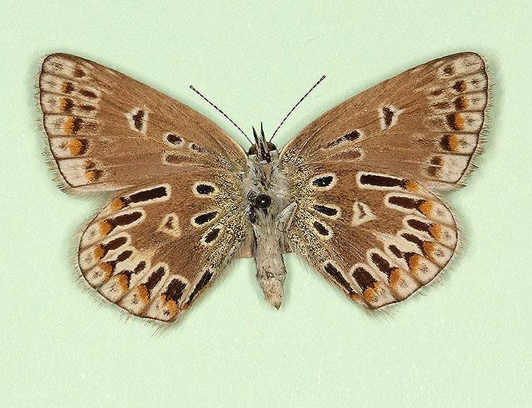 Polyommatus icarus female (aberrant form antico-obsoleta + postradiata, verso) (Internet Image property of respective owner, non-commercial use only)